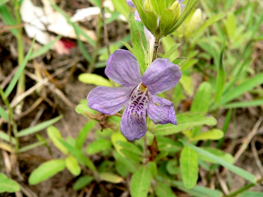 {Dyschoriste oblongifolia}